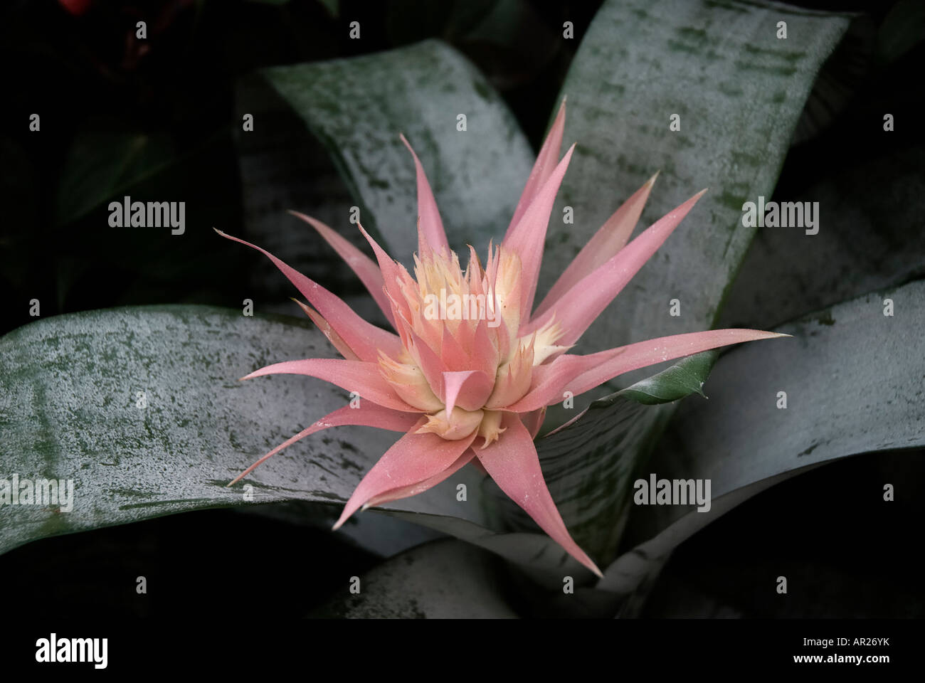 aechmea flower bromeliad Stock Photo