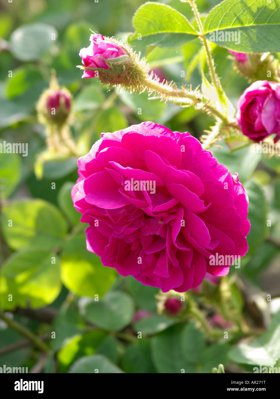 Cabbage rose (Rosa x centifolia 'Mme. William Paul' Stock Photo Alamy