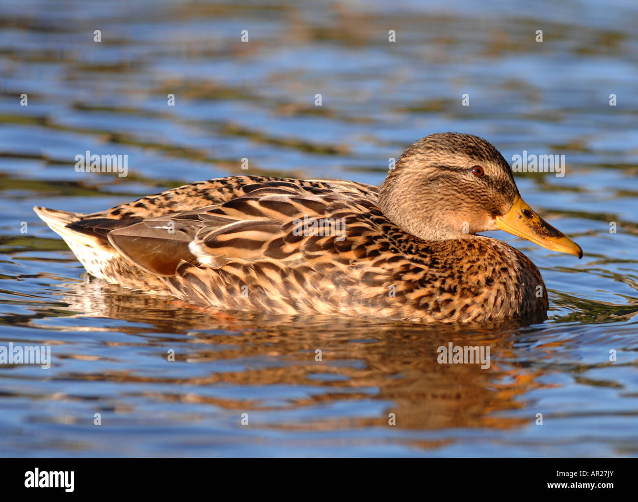 Mallard duck (Anas platyrhynchos) on water Stock Photo