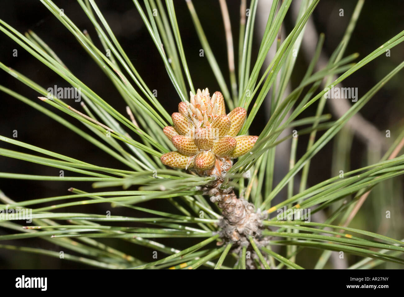 detaill of tree flower of conifer Stock Photo Alamy