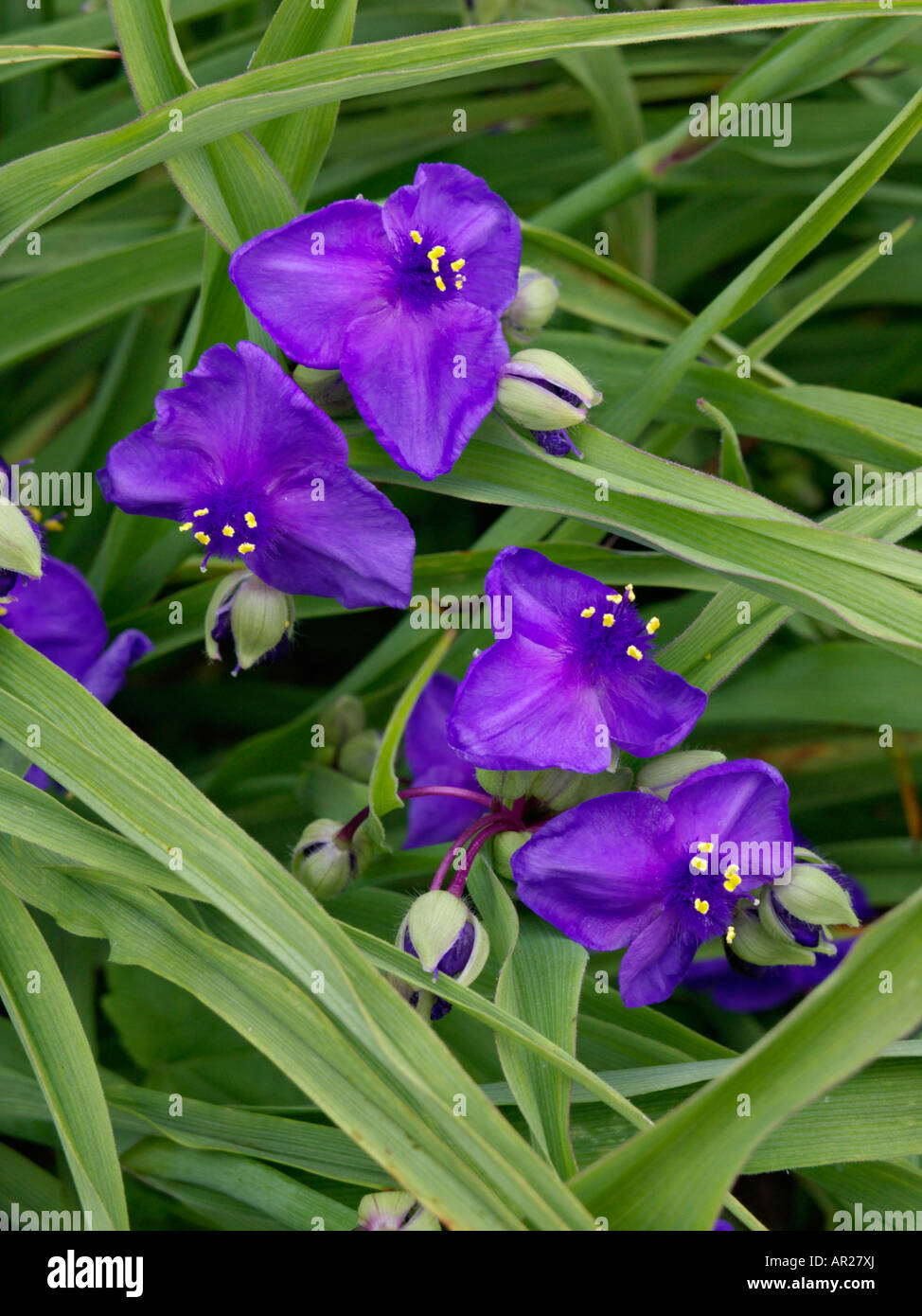 Spiderwort (Tradescantia x andersoniana 'Zwanenburg Blue') Stock Photo