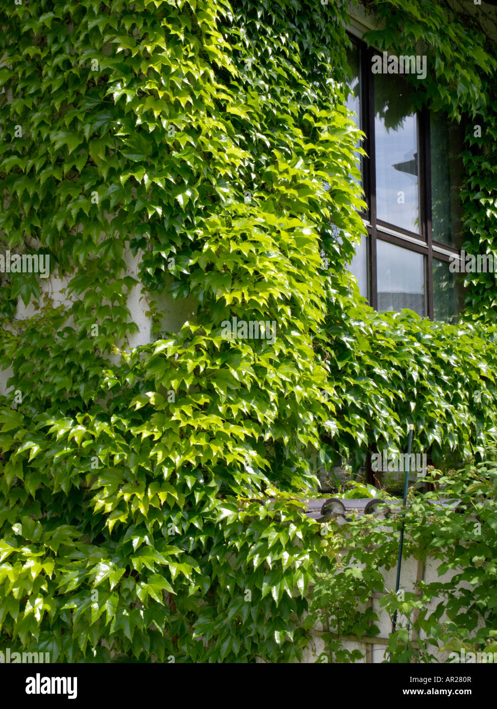 Japanese creeper (Parthenocissus tricuspidata Stock Photo Alamy