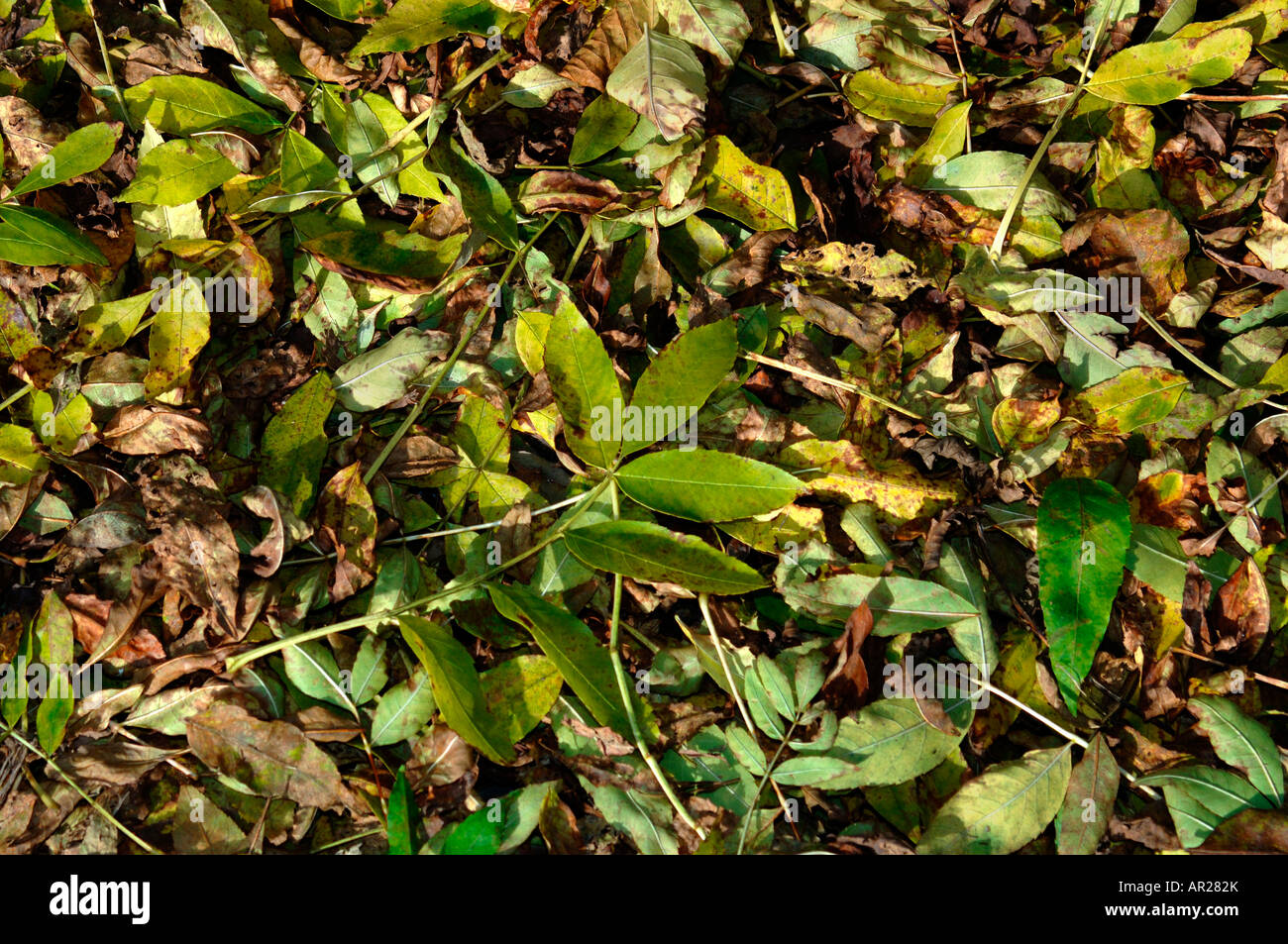 Fallen Green Leaves. Stock Photo