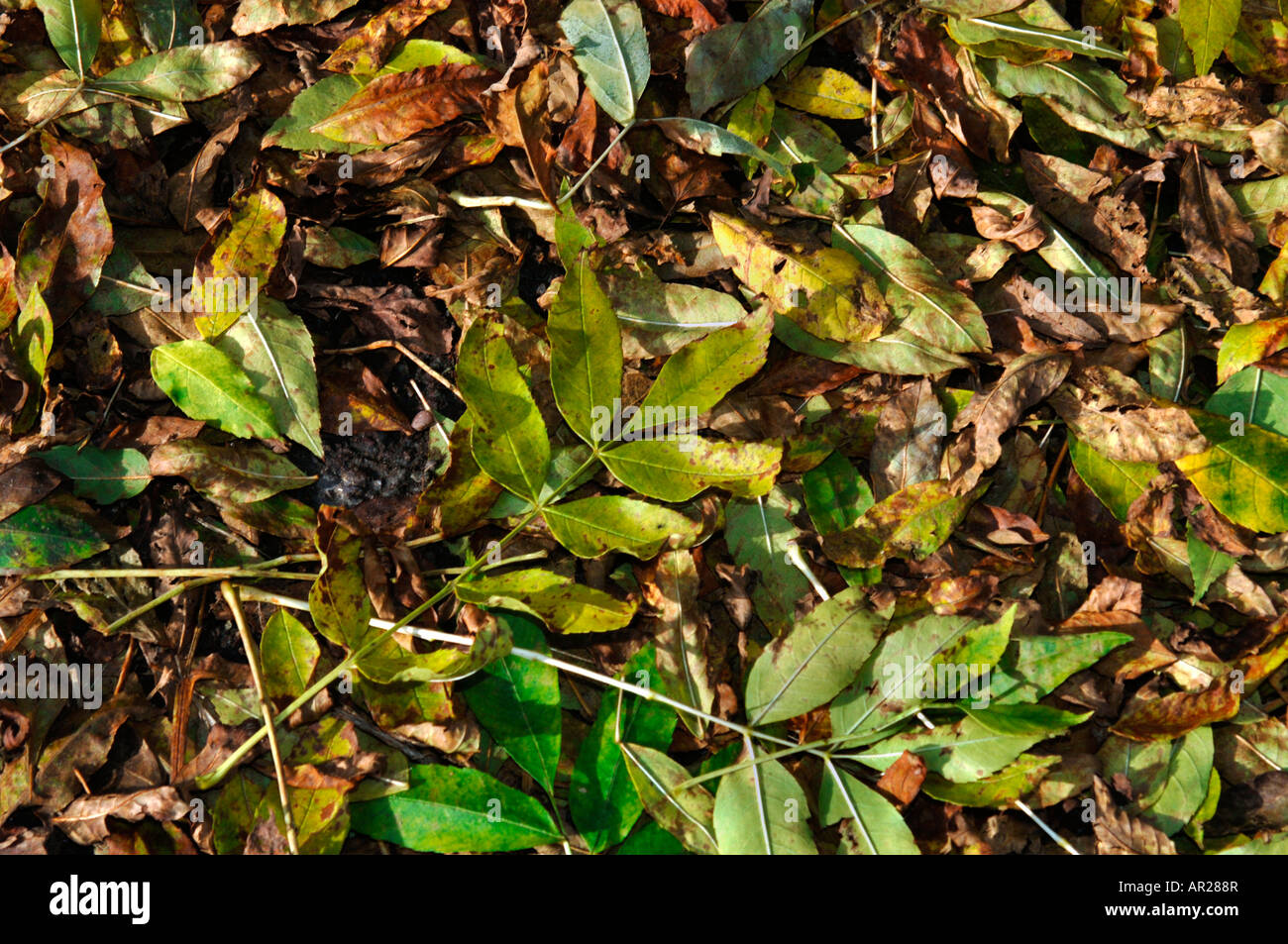 Fallen Green Leaves. Stock Photo