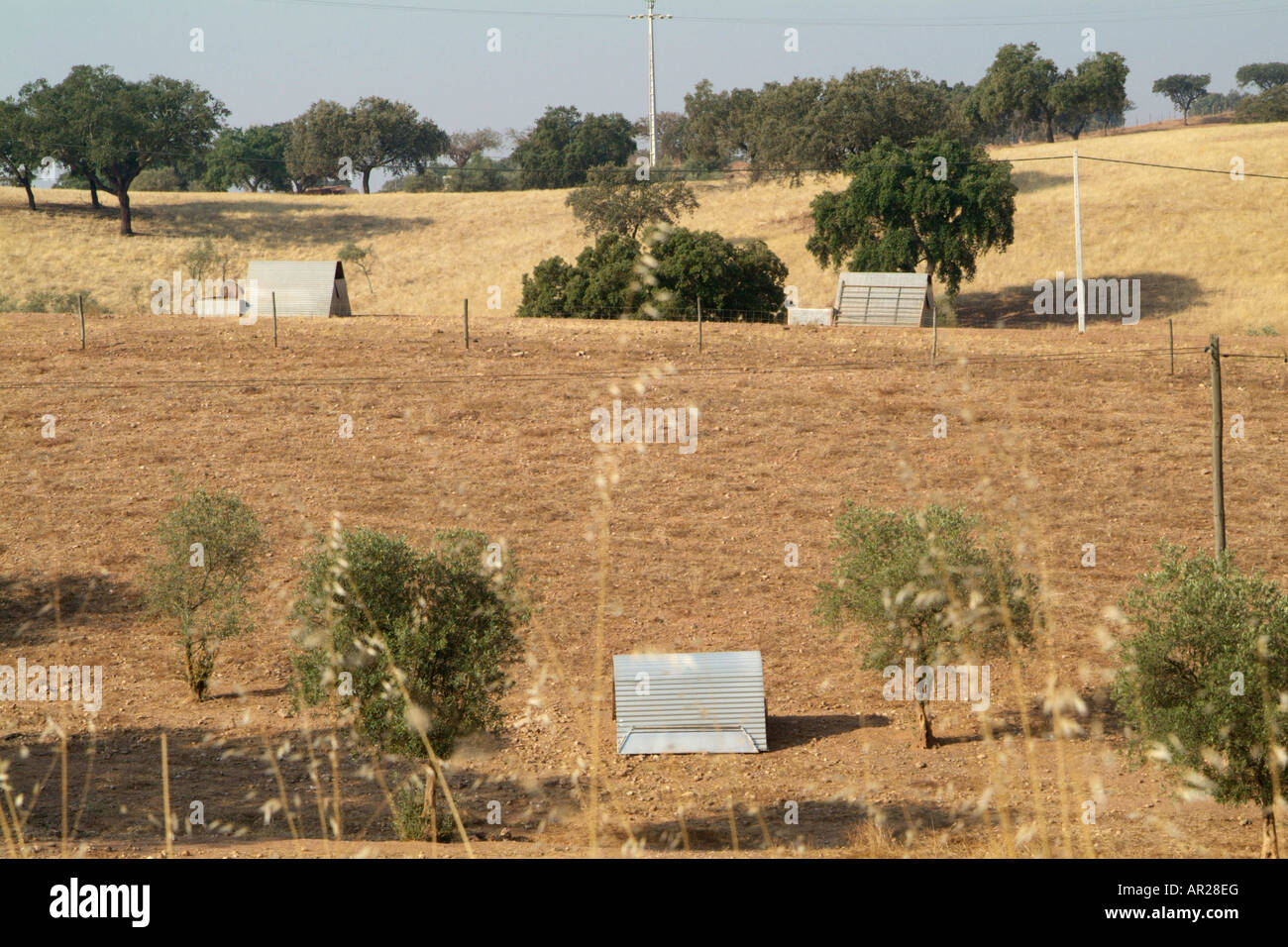 Black pig farm at Alentejo, south of Portugal Stock Photo Alamy