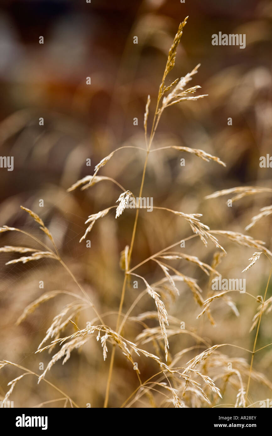 Deschampsia cespitosa Goldtau - Ornamental Grass in Autumn Stock Photo