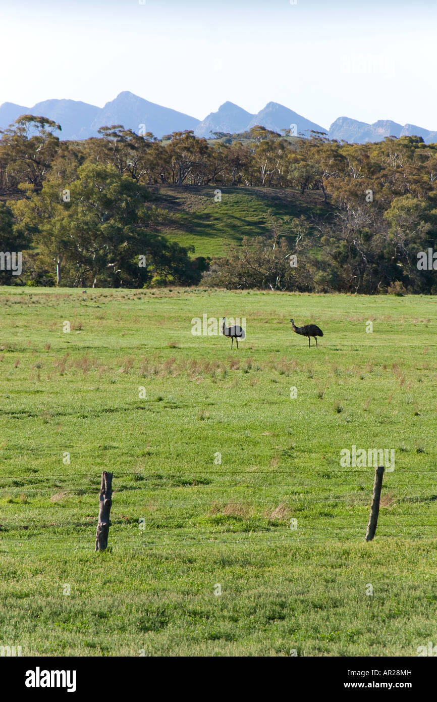 Southern Flinders Ranges High Resolution Stock Photography and Images ...