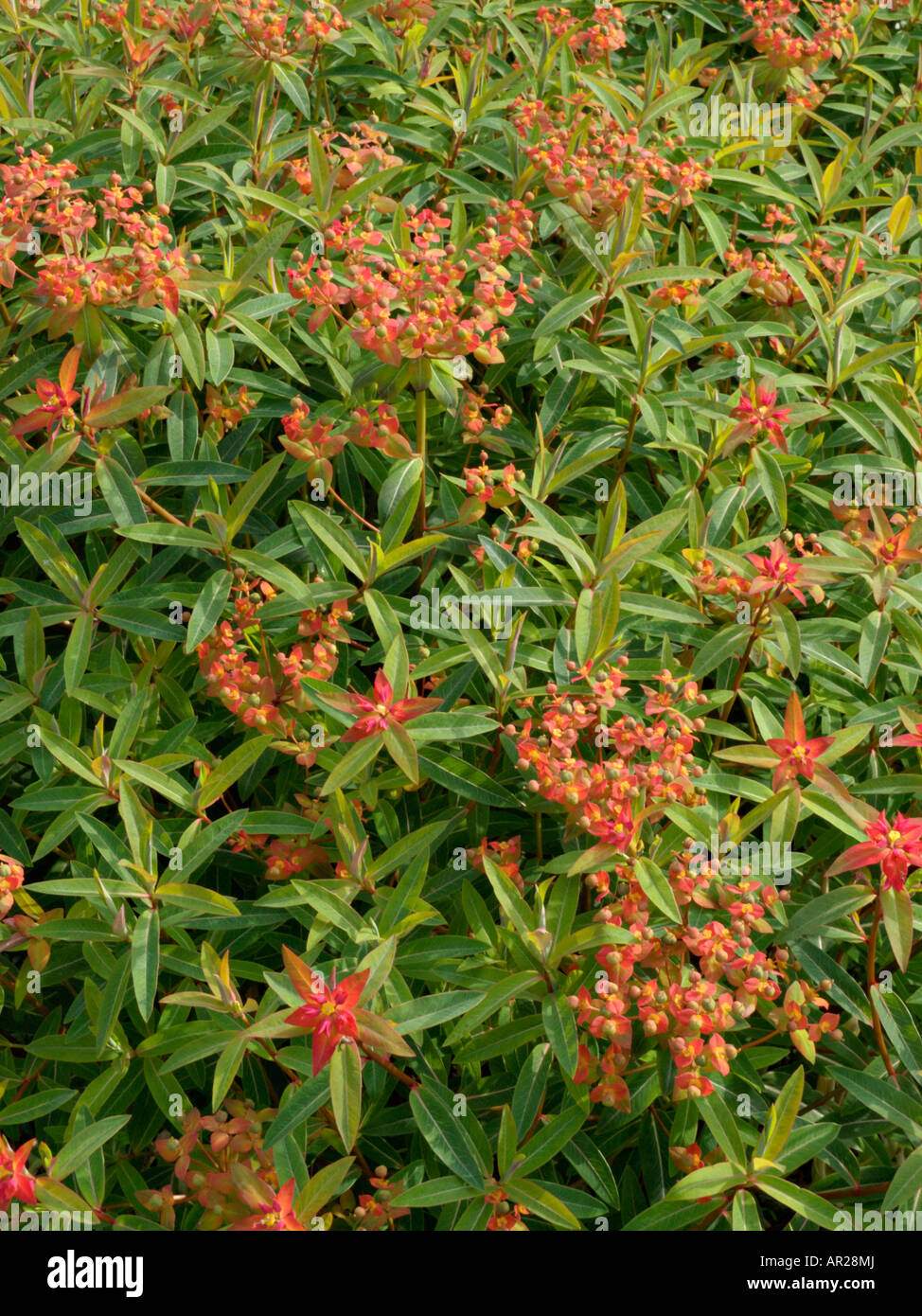 Fireglow spurge (Euphorbia griffithii 'Fireglow') Stock Photo