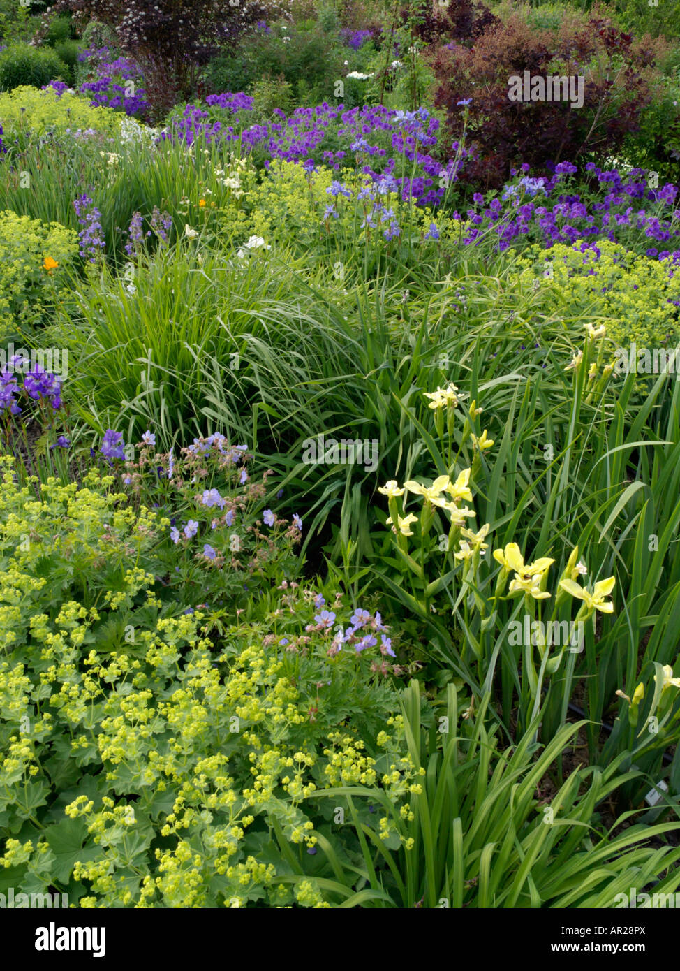 Flag iris (Iris pseudacorus), lady's mantle (Alchemilla mollis) and cranesbill (Geranium x magnificum) Stock Photo