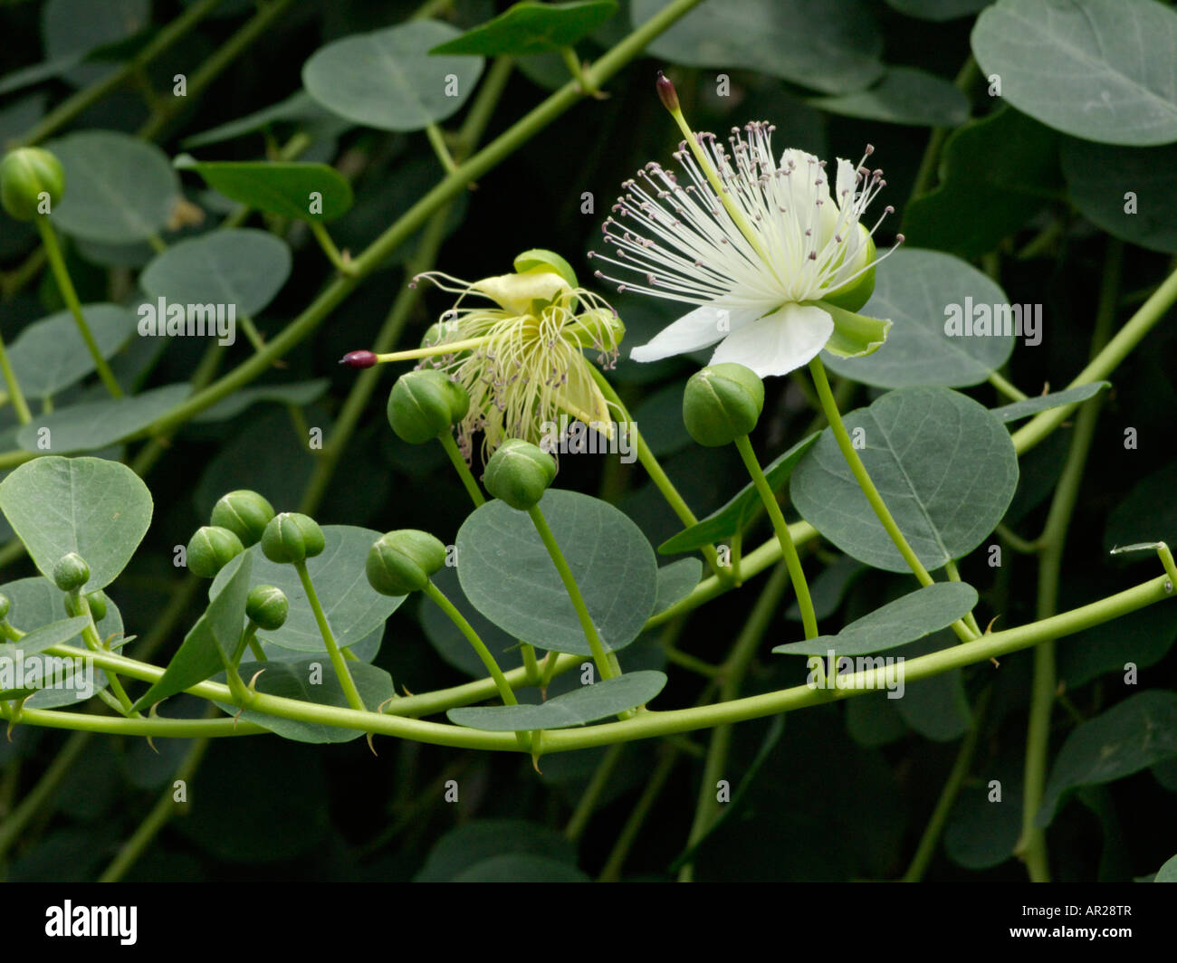 Caper plant (Capparis spinosa Stock Photo - Alamy