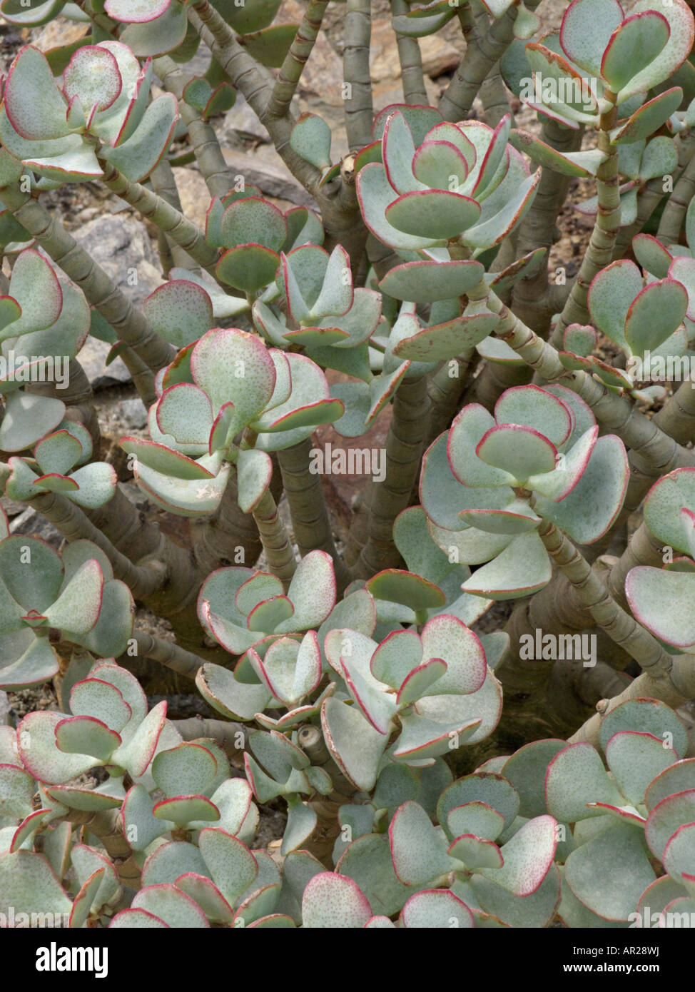 Silver dollar plant (Crassula arborescens) Stock Photo