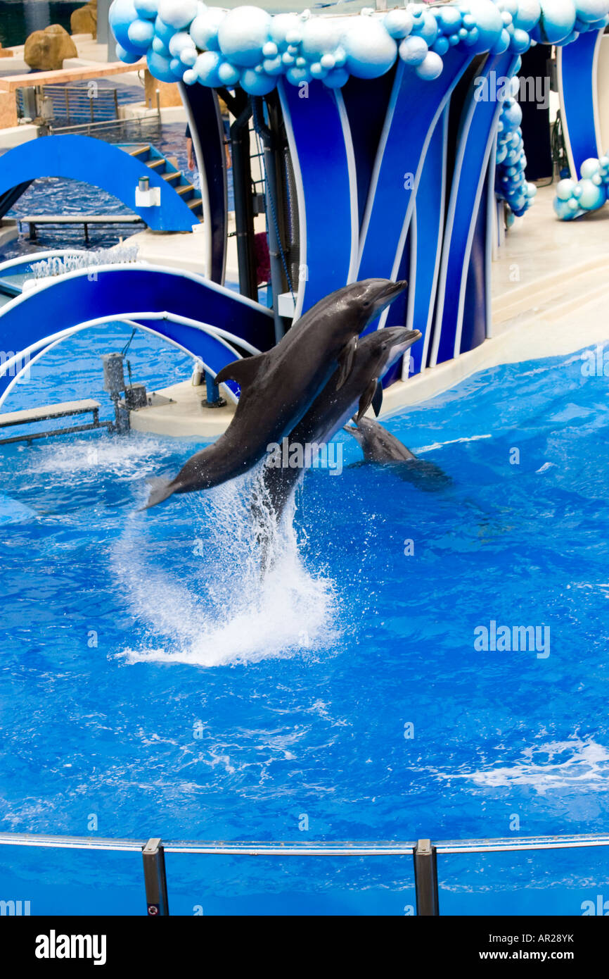 Spinning dolphin hires stock photography and images Alamy