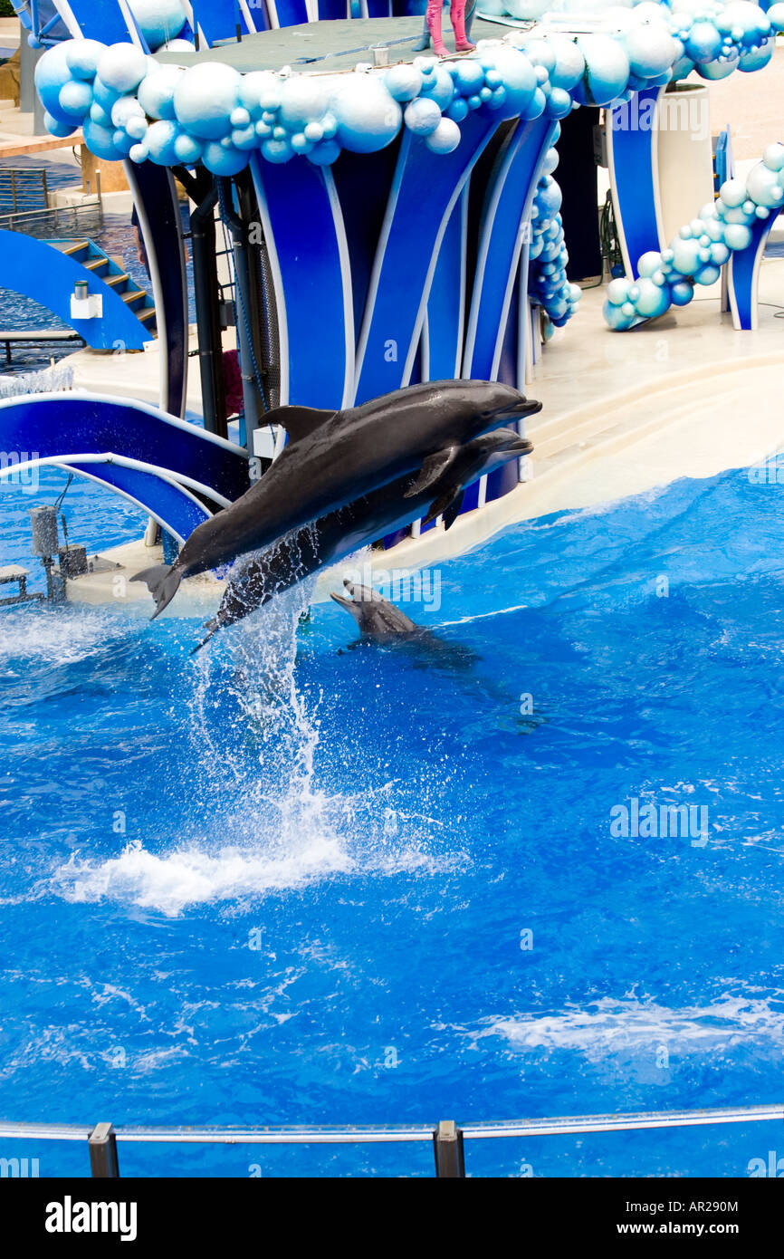 Diving Dolphins Stock Photo