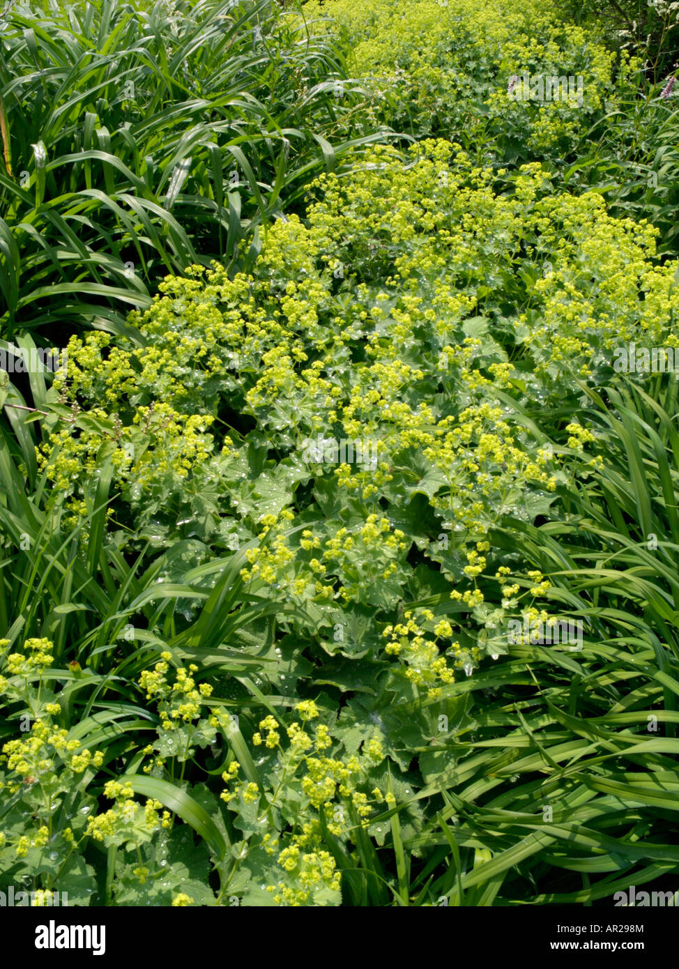 Perennials ladys mantle hi-res stock photography and images - Alamy