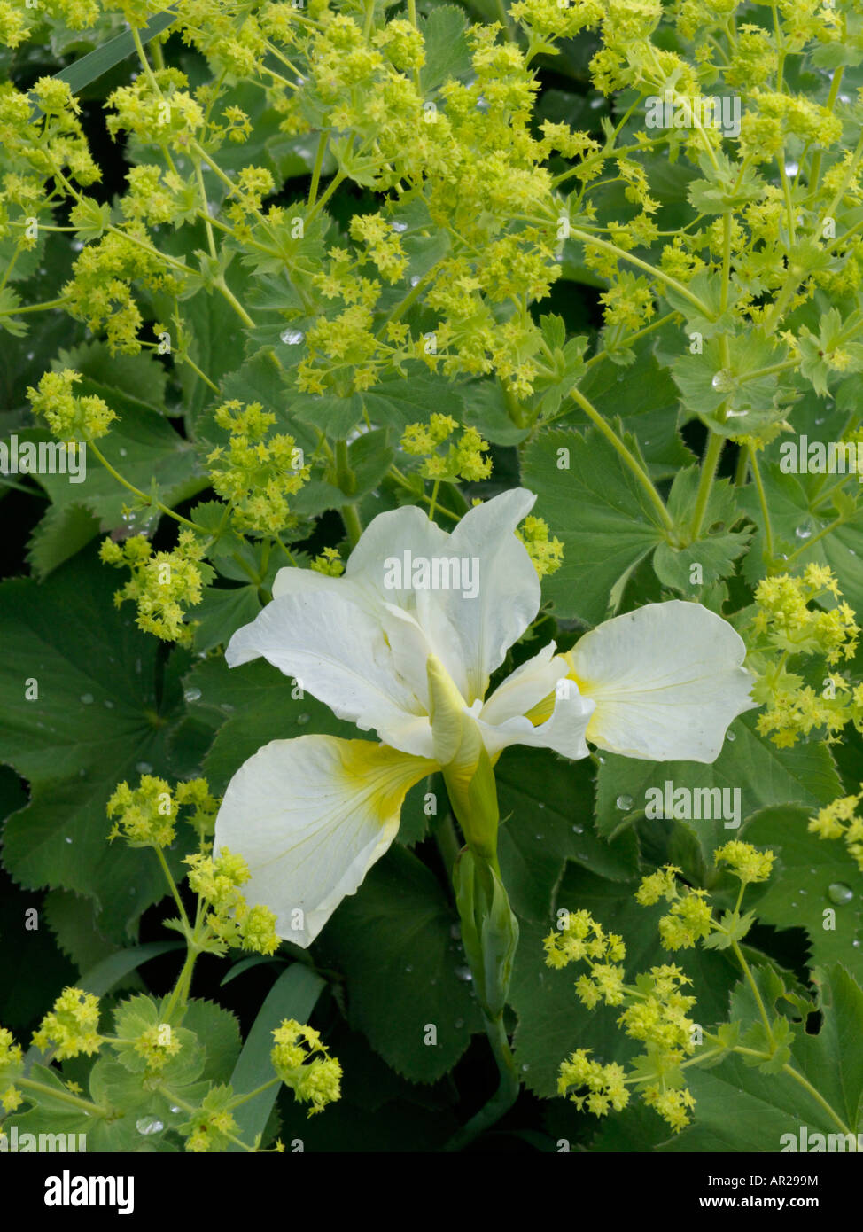 White mantles hi-res stock photography and images - Alamy