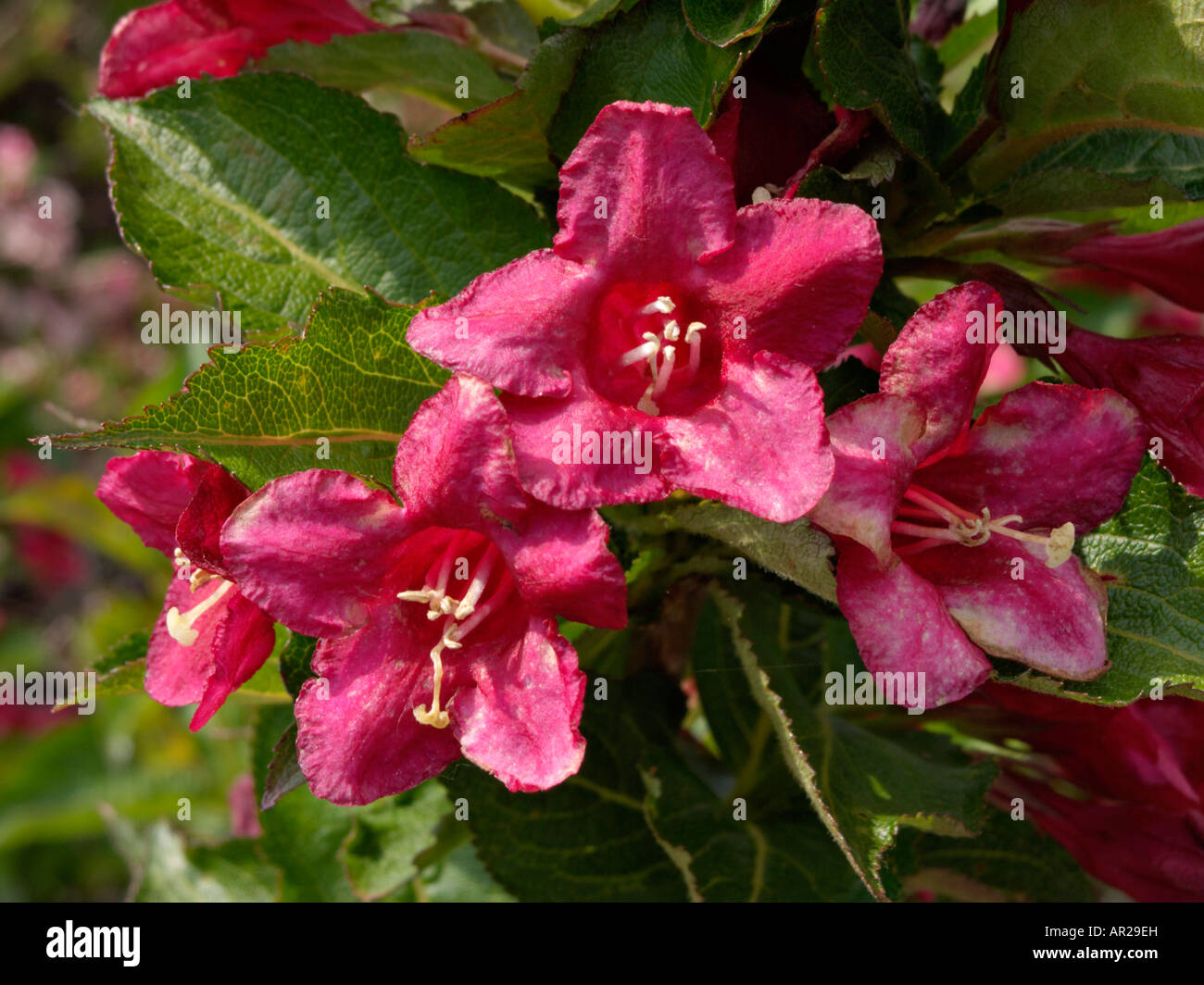 Weigela florida 'Lucifer' Stock Photo Alamy