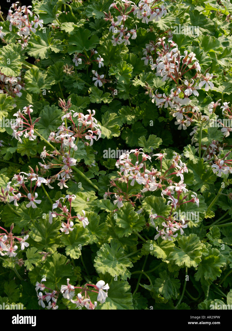 Scented pelargonium (Pelargonium x fragans 'Creamy Nutmeg') Stock Photo