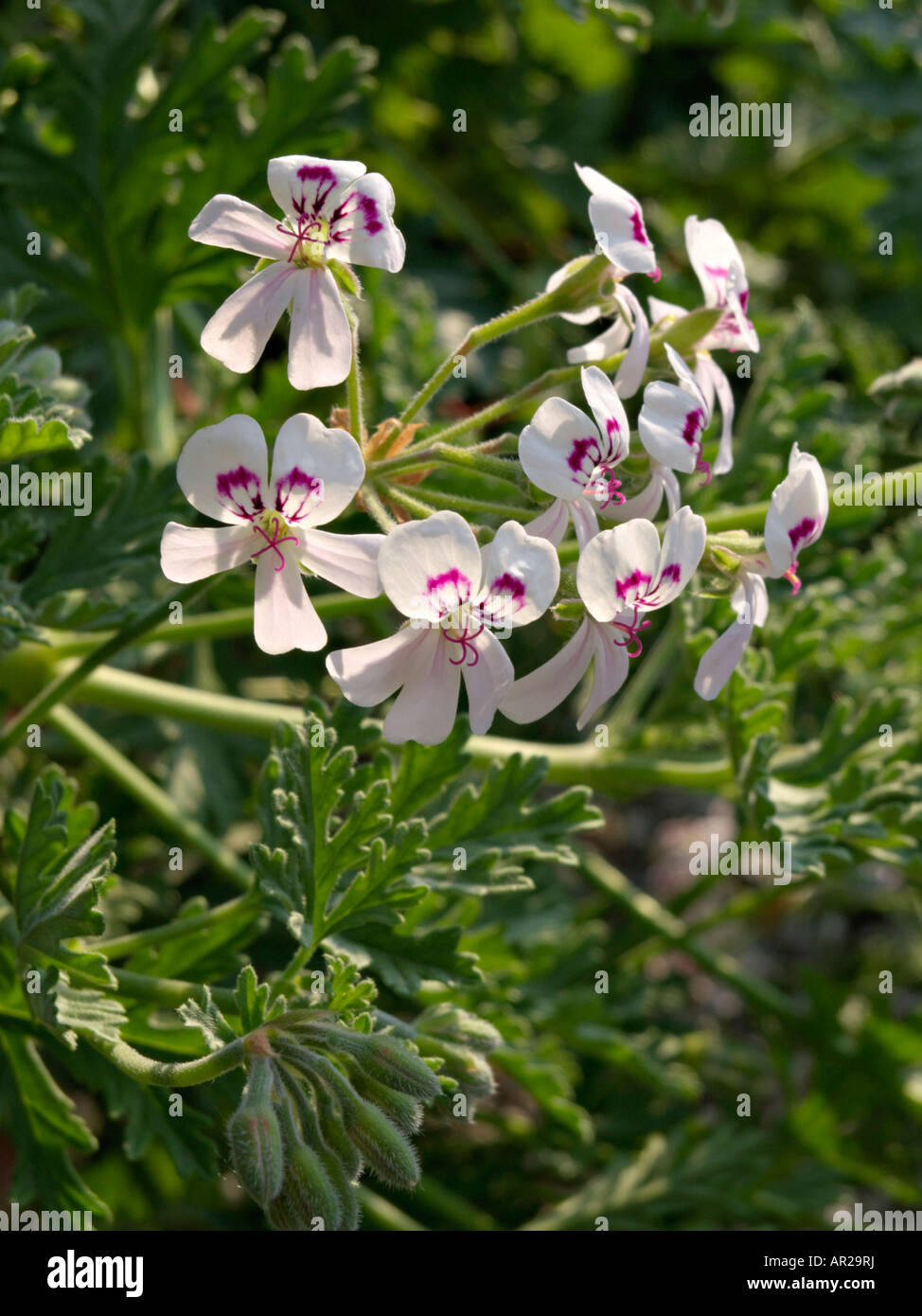 Balsam scented pelargonium (Pelargonium radens 'H.E. Morre') Stock Photo