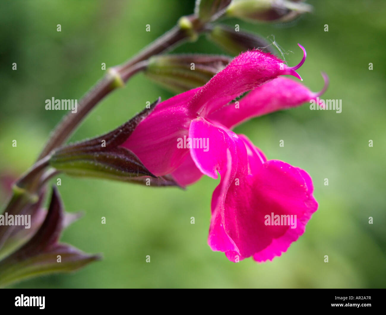 Autumn sage (Salvia greggii 'Fr. Rupp') Stock Photo
