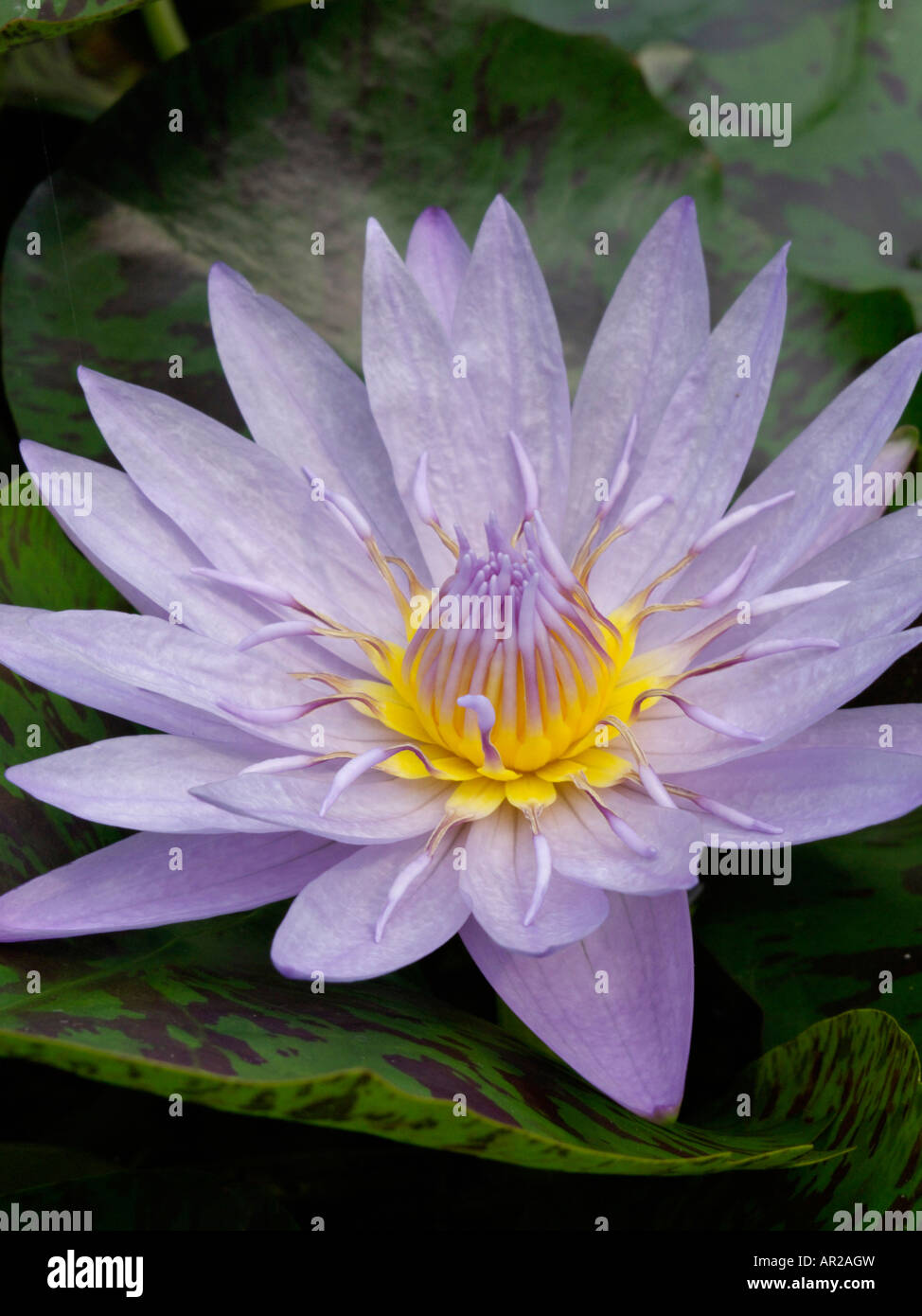 Water lily (Nymphaea Bagdad) Stock Photo