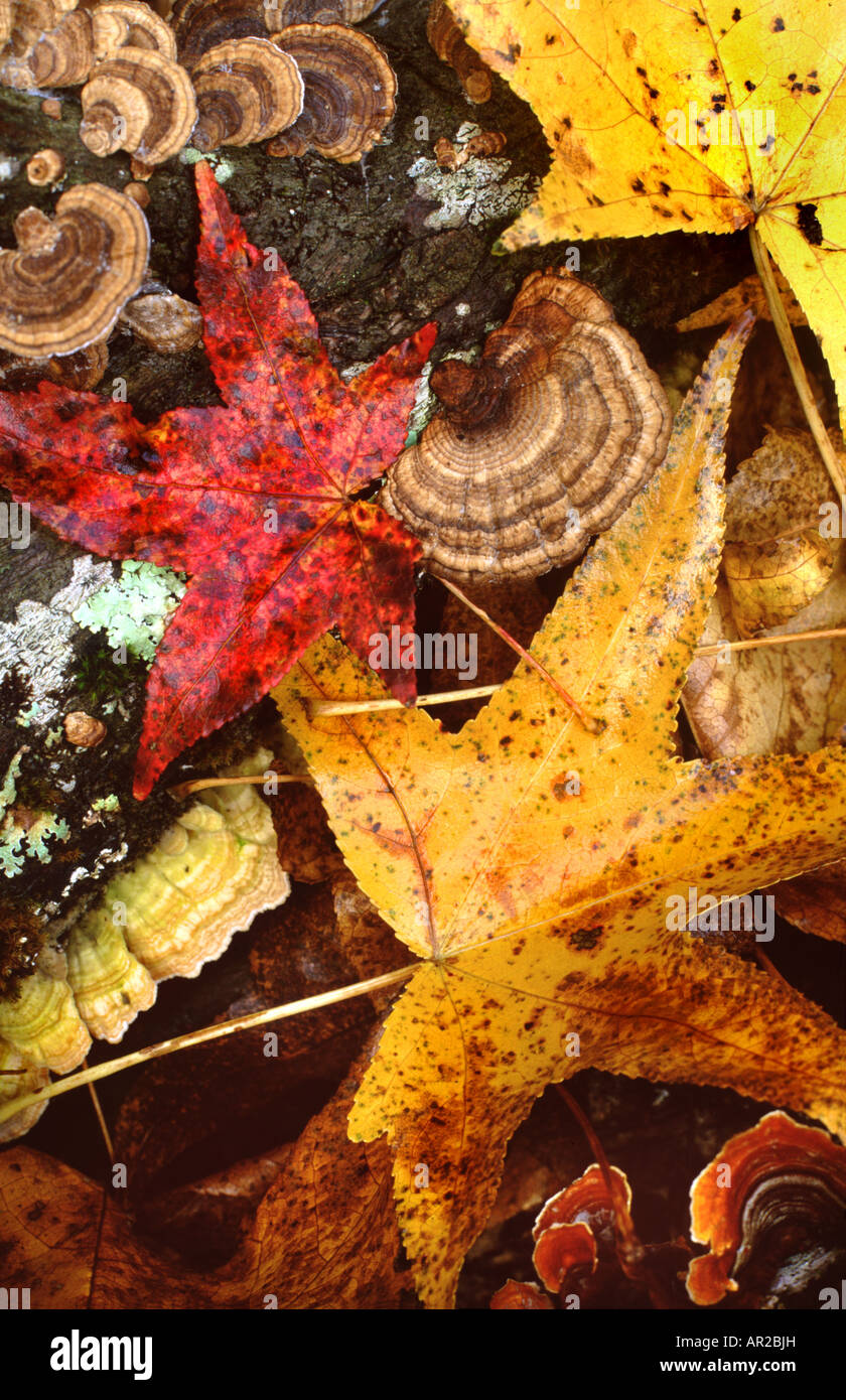 forest floor in autumn lichen leaves Stock Photo