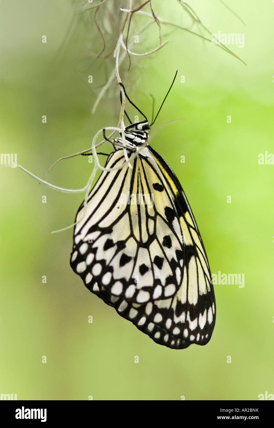 Tree Nymph Butterfly also known as Paper Kite Butterfliy and Rice Paper Butterfly Stock Photo