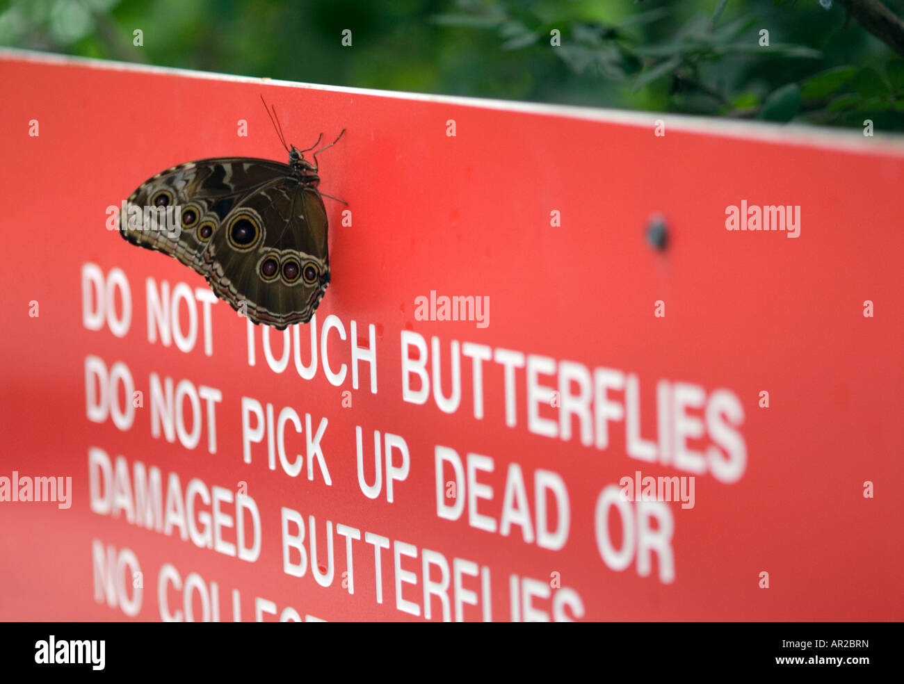 Butterfly resting on a sign Stock Photo