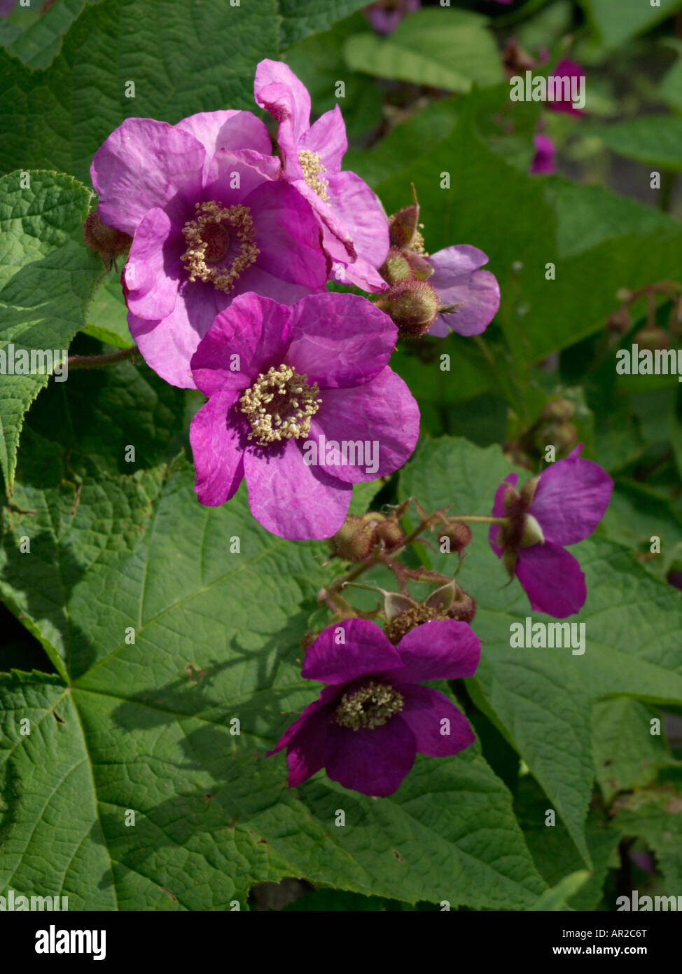 Flowering raspberry (Rubus odoratus) Stock Photo