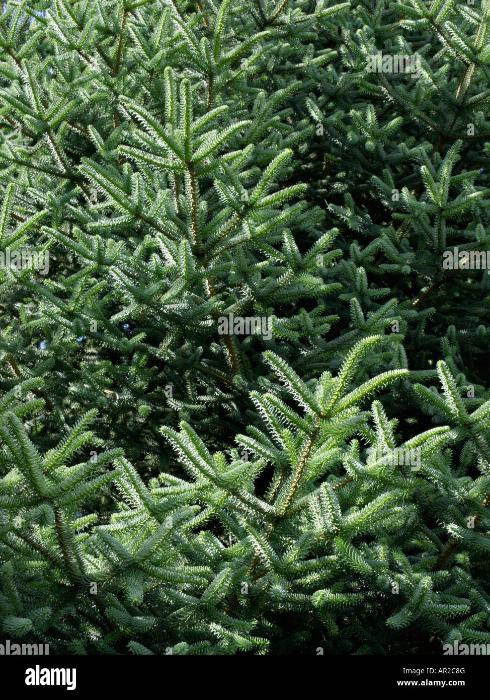 Spanish fir (Abies pinsapo 'Glauca') Stock Photo