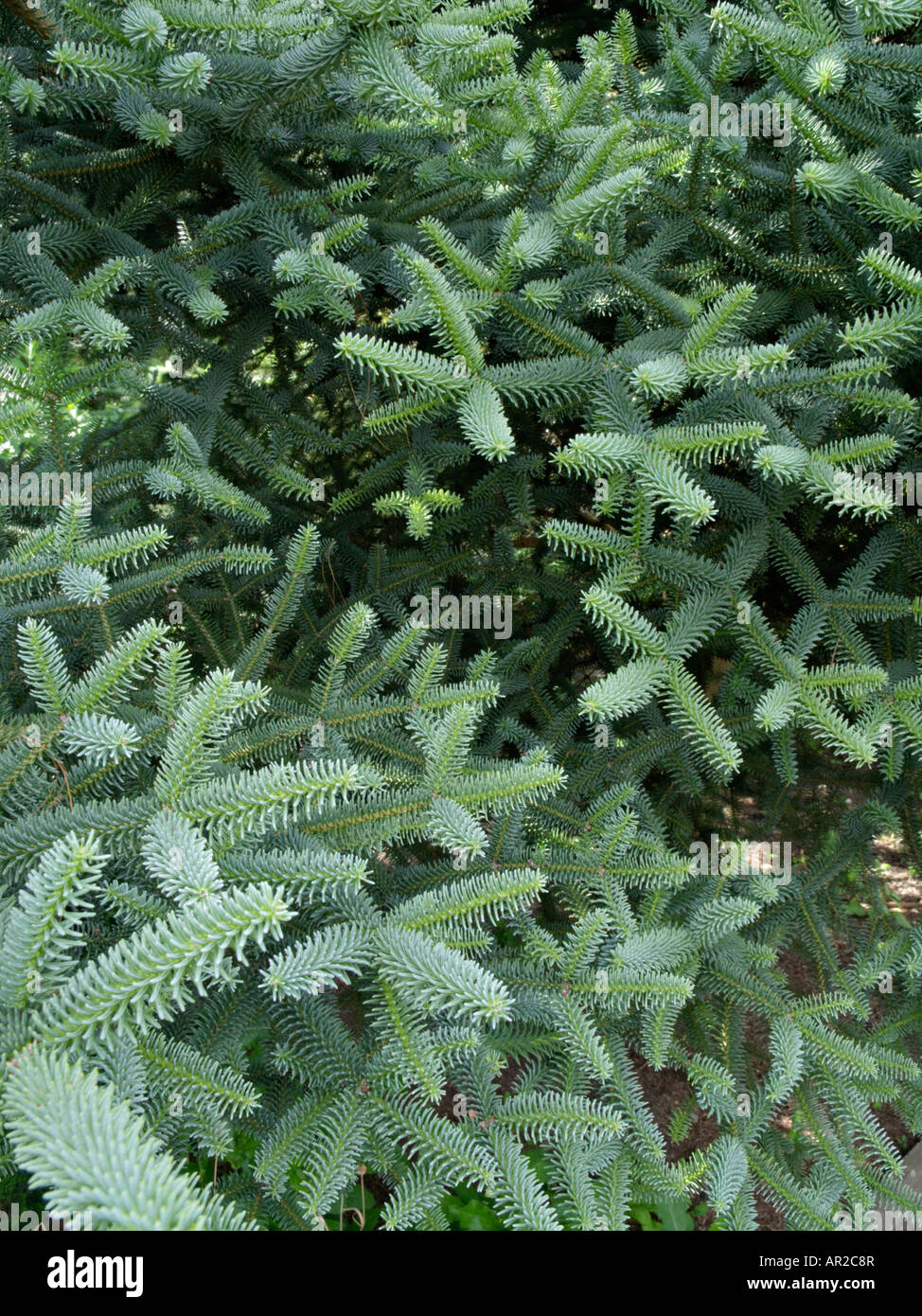 Spanish fir (Abies pinsapo 'Glauca') Stock Photo
