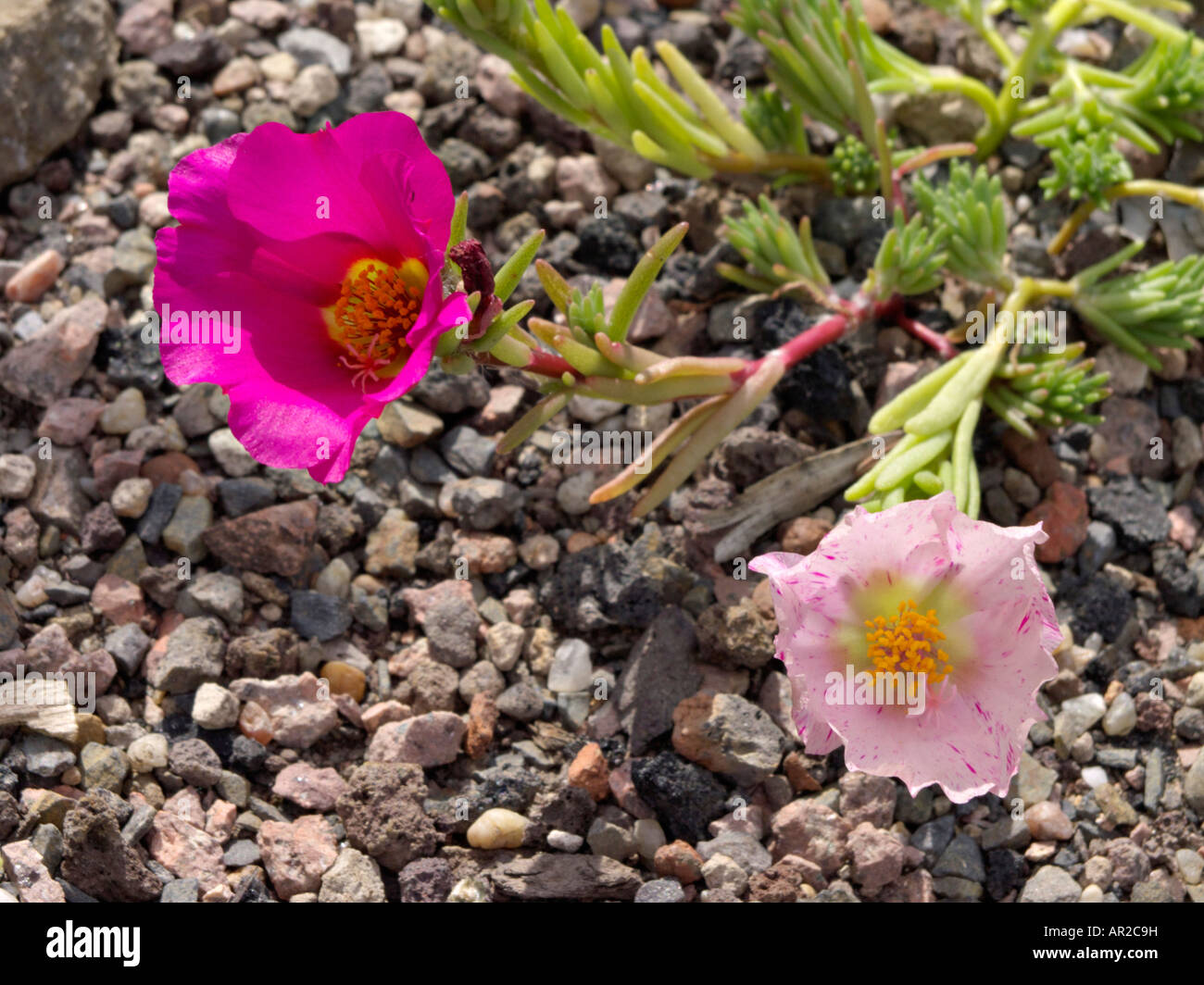 Moss-rose purslane (Portulaca grandiflora) Stock Photo