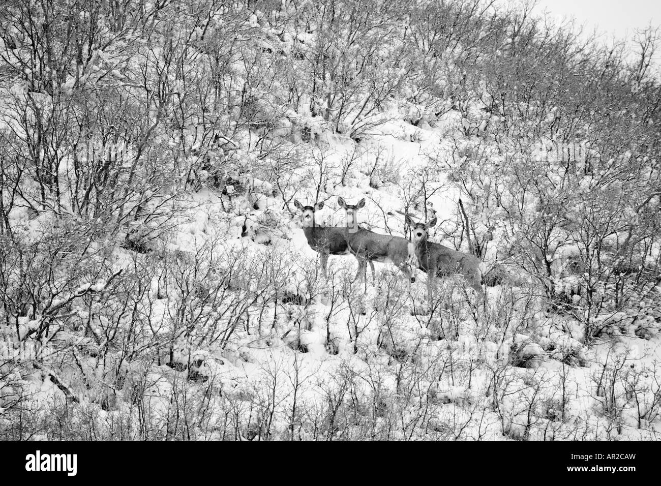 Mule deer utah Black and White Stock Photos & Images Alamy