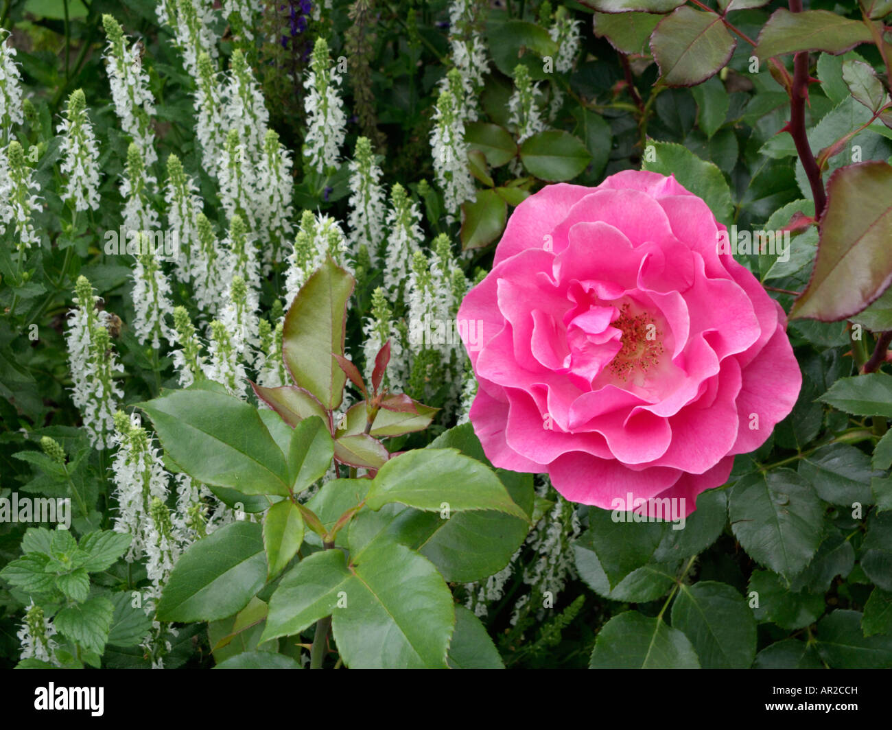 Shrub rose (Rosa Romanze) and woodland sage (Salvia nemorosa) Stock Photo