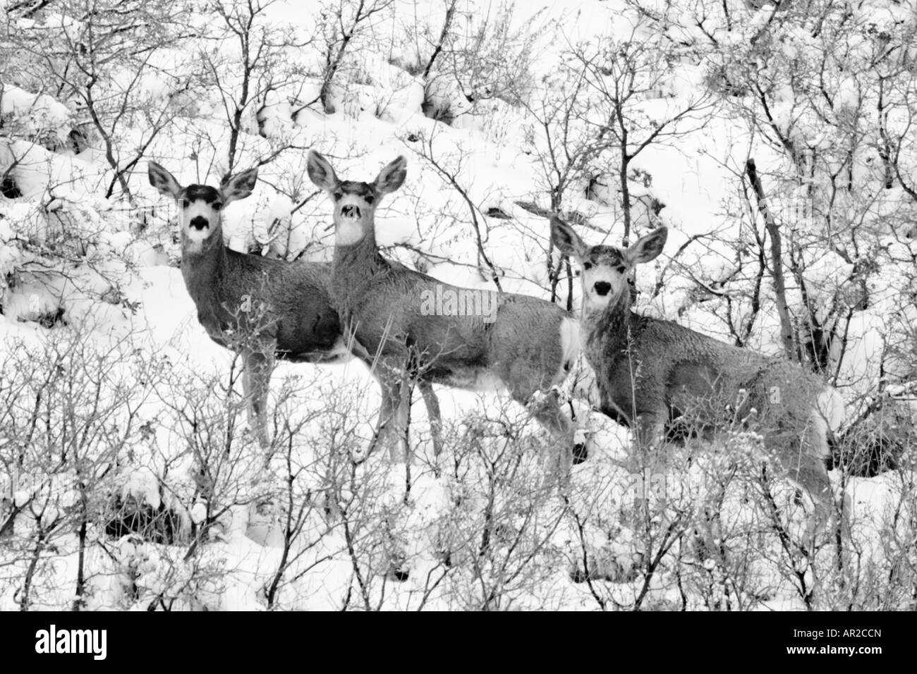 Mule deer utah Black and White Stock Photos & Images Alamy