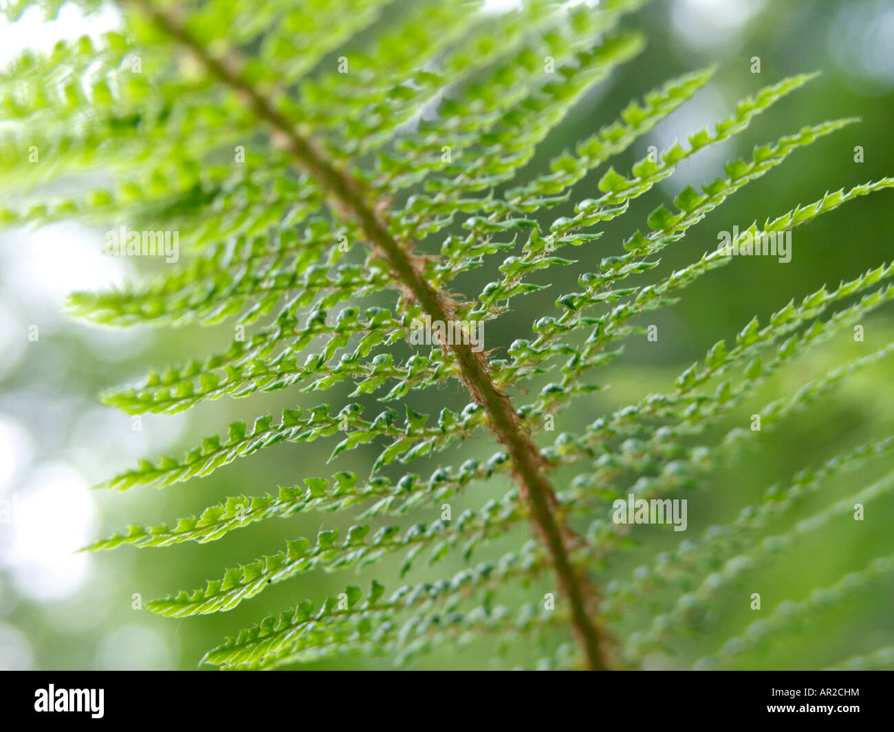Soft shield fern (Polystichum setiferum 'Proliferum Wollastonii') Stock Photo