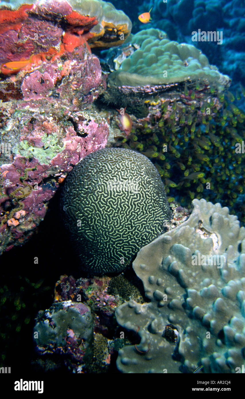 Maldives Underwater Grooved brain coral Diploria labyrinthiformis Stock