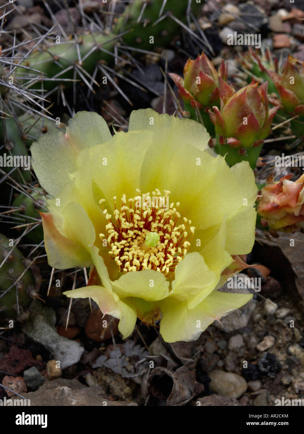 Prickly pear (Opuntia humifusa x fragilis 'Smithwick') Stock Photo