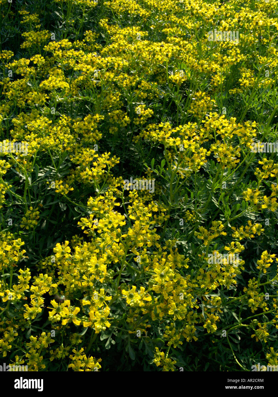 Common Ru Tree Common ruw (Ruta graveolens Stock Photo - Alamy