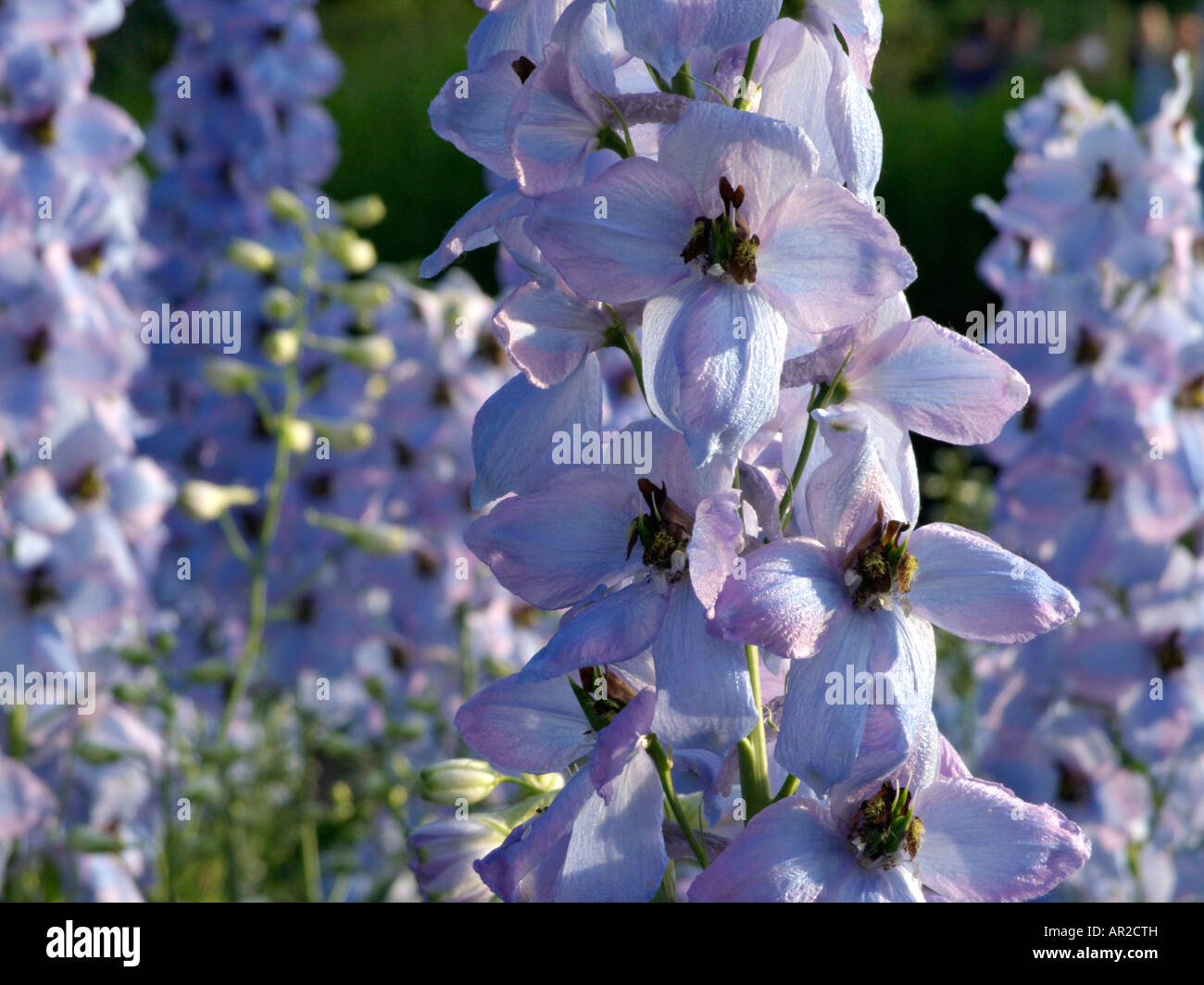 Larkspur (Delphinium elatum 'Morgentau') Stock Photo