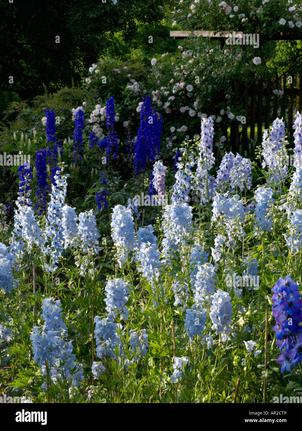 Delphinium flower garden blue hi-res stock photography and images - Alamy