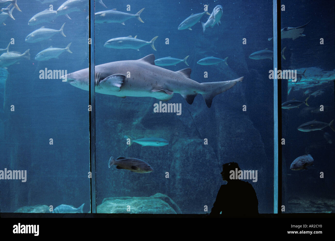 South Africa Cape Town Silhouette of woman watching Ragged Tooth Shark and  other fish inside Two Oceans Aquarium Stock Photo - Alamy