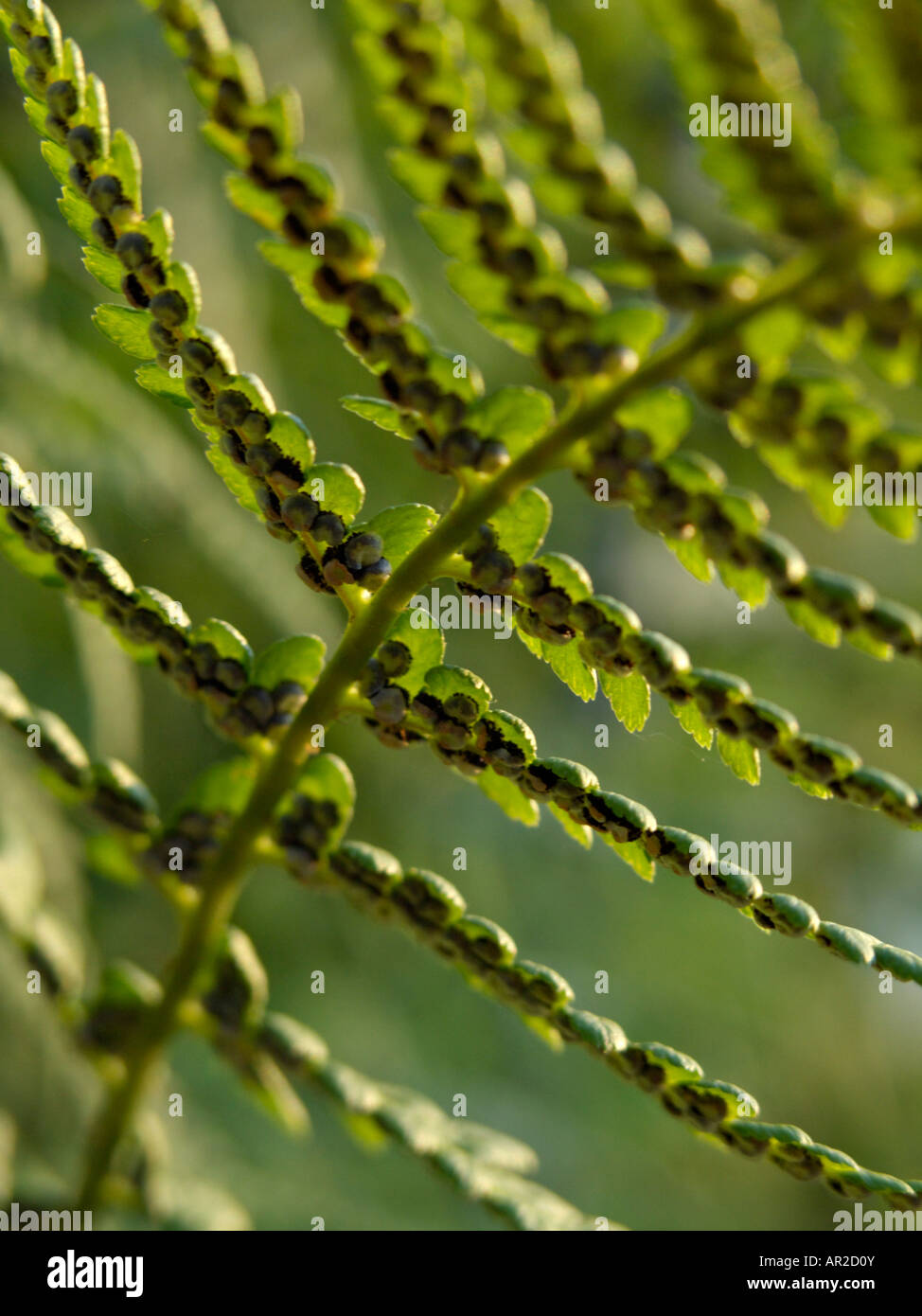 Common male fern (Dryopteris filix-mas) Stock Photo