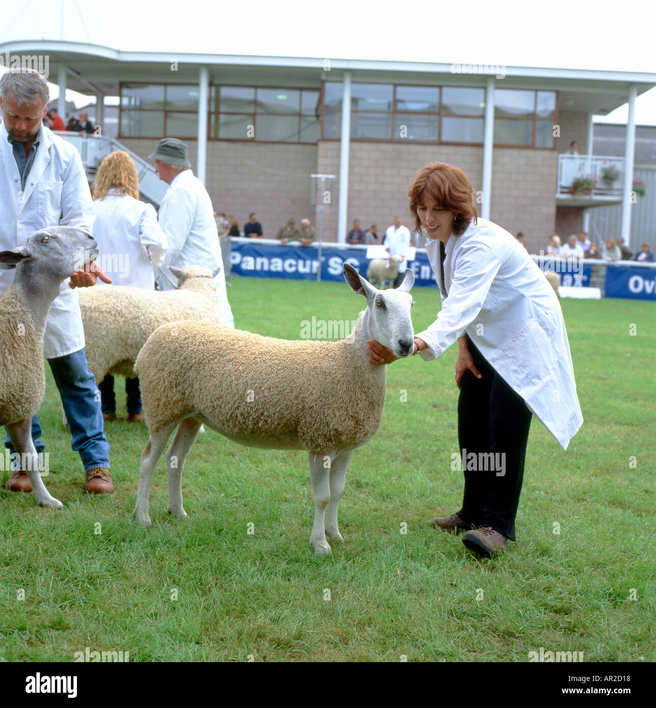 A woman showing Blue Faced Leicester sheep at Royal Welsh Show Builth Wells Powys Wales KATHY DEWITT Stock Photo