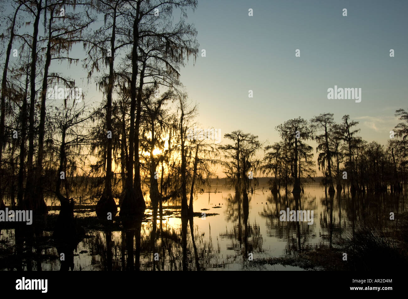 Cypress trees at sunset, Lake Martin, near Lafayette, Louisiana Stock