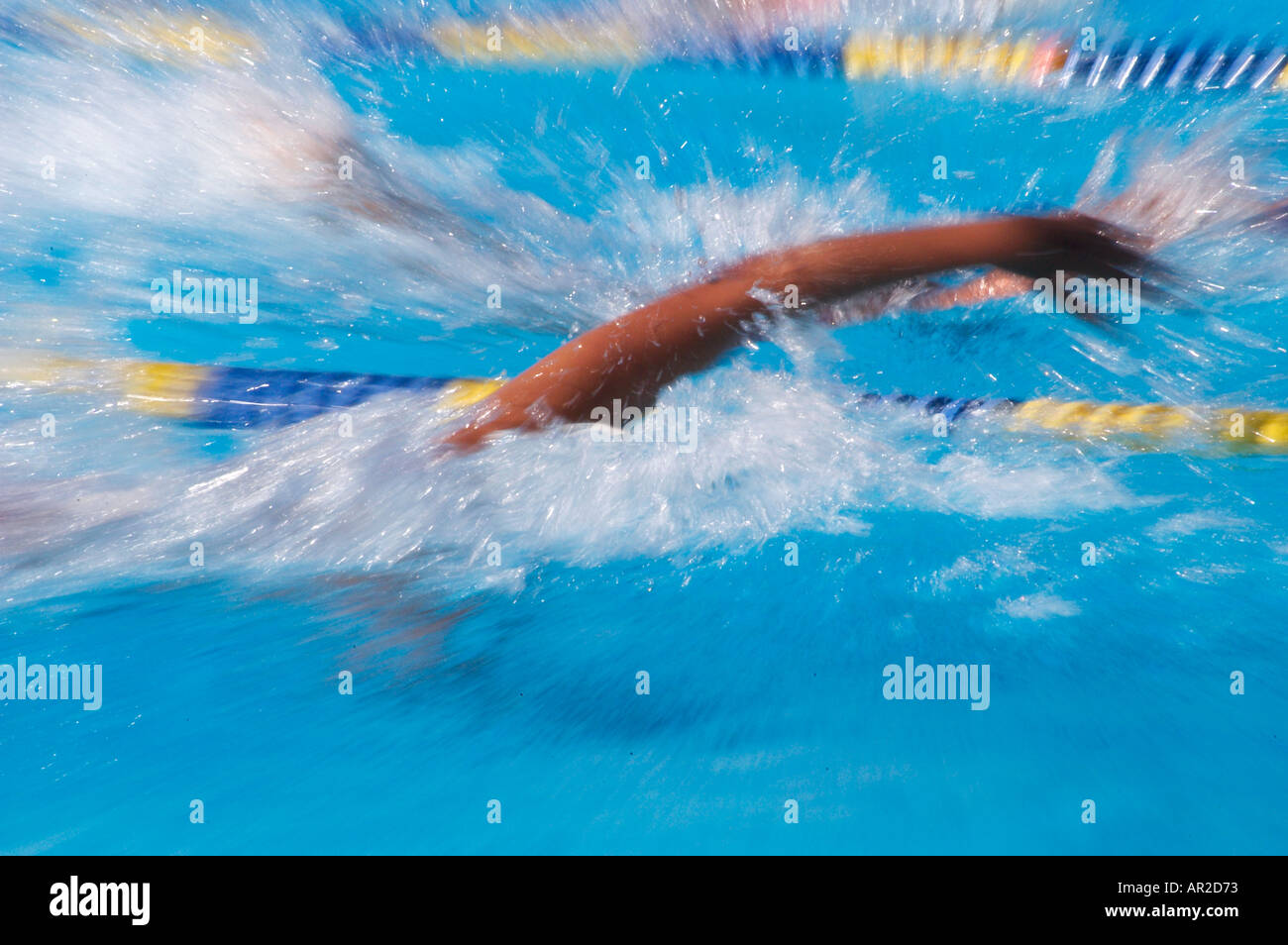 swim race in Olympic pool Stock Photo Alamy