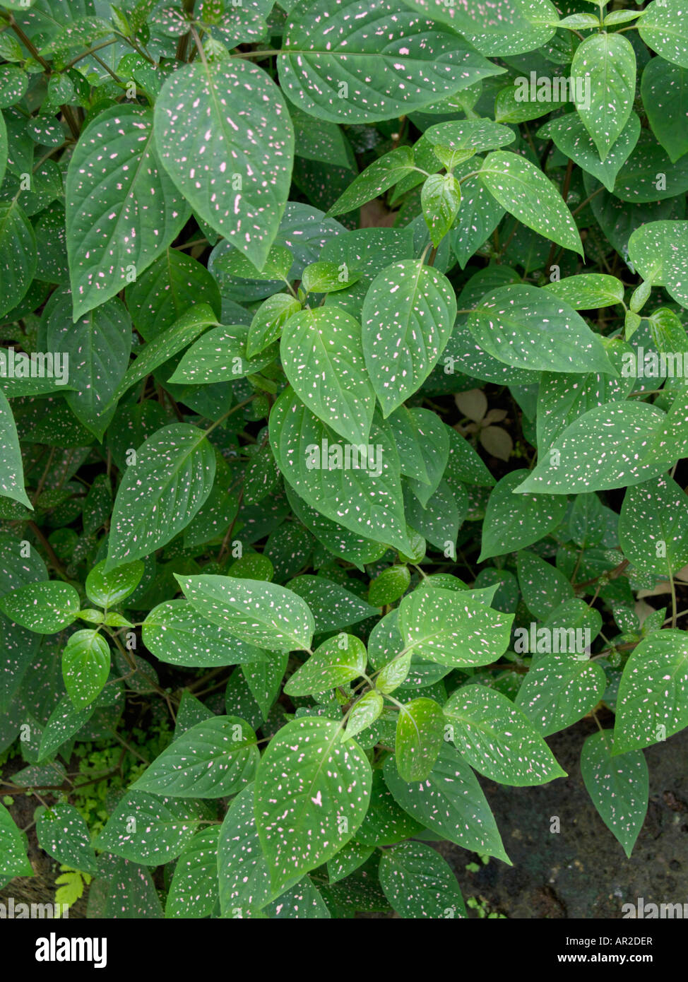 Polka dot plant (Hypoestes phyllostachya) Stock Photo