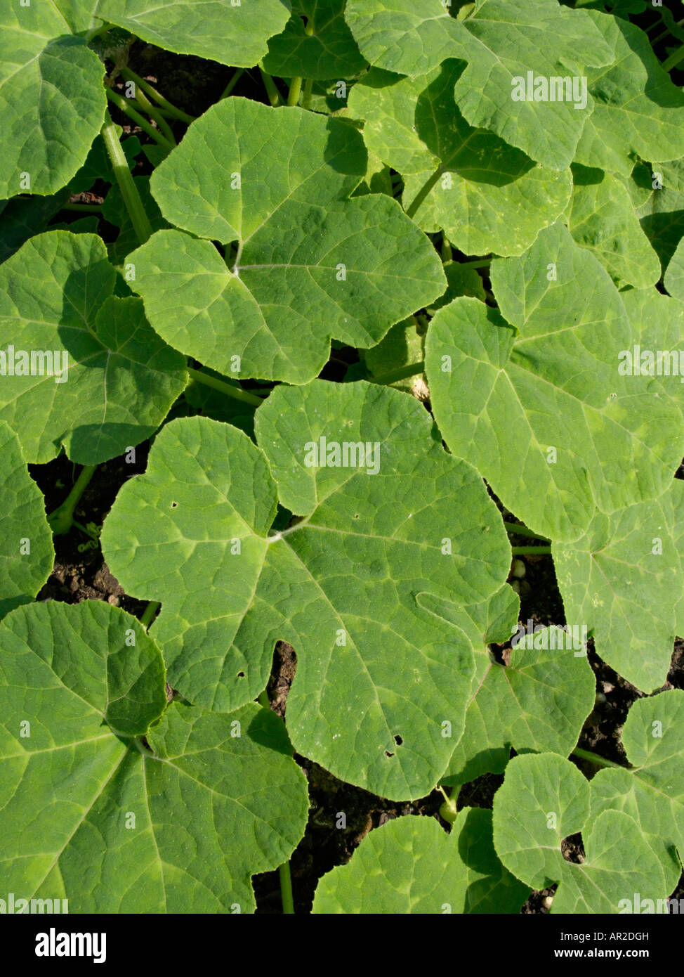 Fig-leaved squash (Cucurbita ficifolia) Stock Photo