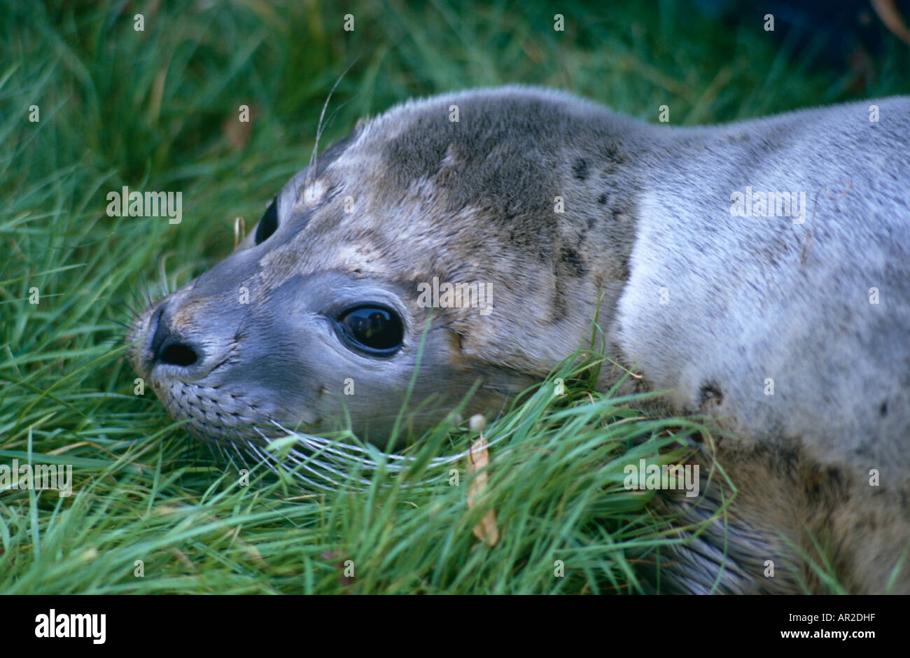 Baby seal in grass hires stock photography and images Alamy