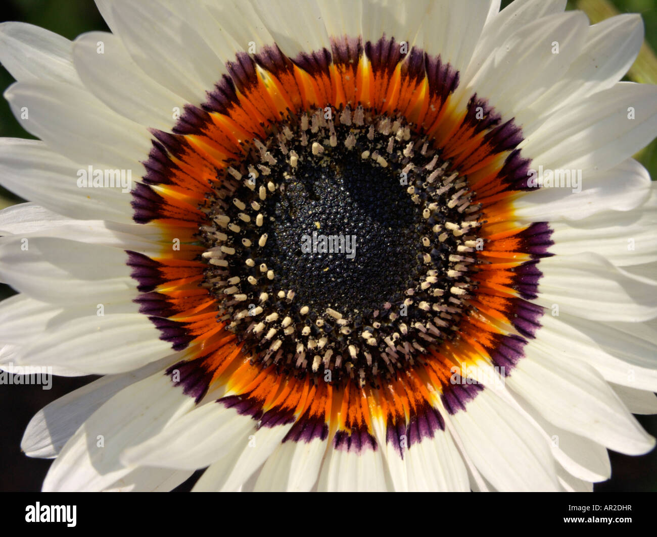 Cape daisy (Arctotis fastuosa) Stock Photo