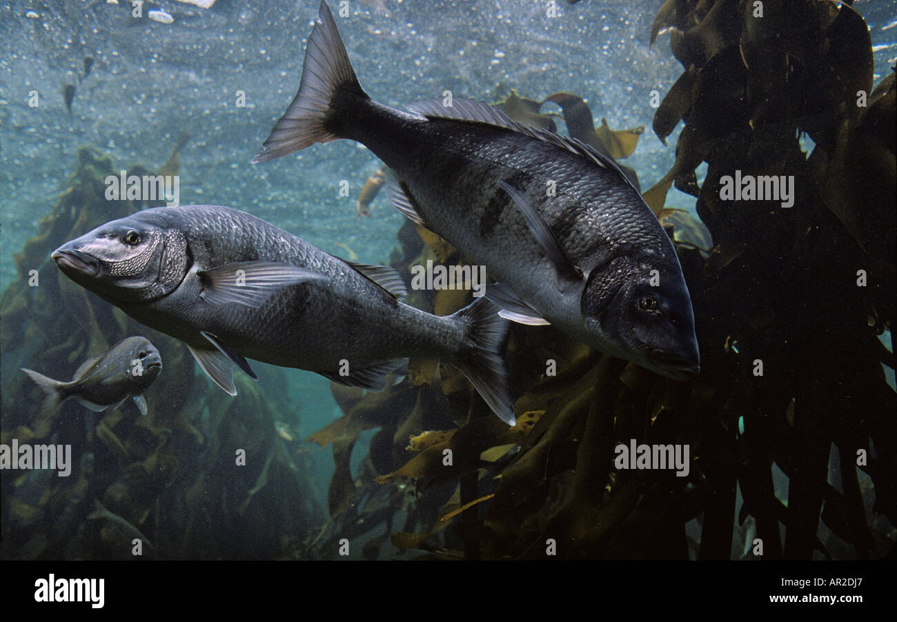 South Africa Cape Town Atlantic Ocean Fish swimming in Kelp Forest ...